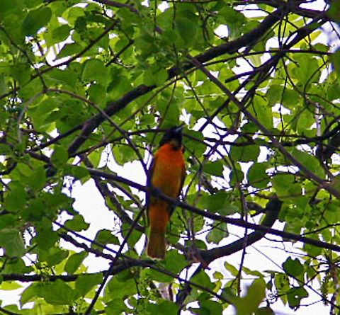 Sensational Songbird This Baltimore oriole sings as beautifully as it looks! Baltimore oriole,Icterus galbula