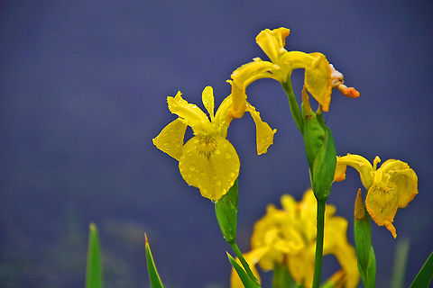 Moist Iris Spring's arrival includes these beauties. Invasive species,Iris pseudacorus
