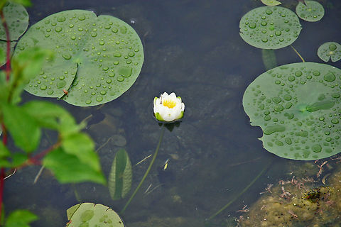 First of the Spring The first Water Lily of the Spring makes it appearance at a local pond in Vermont (USA) First of the Spring,Nymphaea odorata