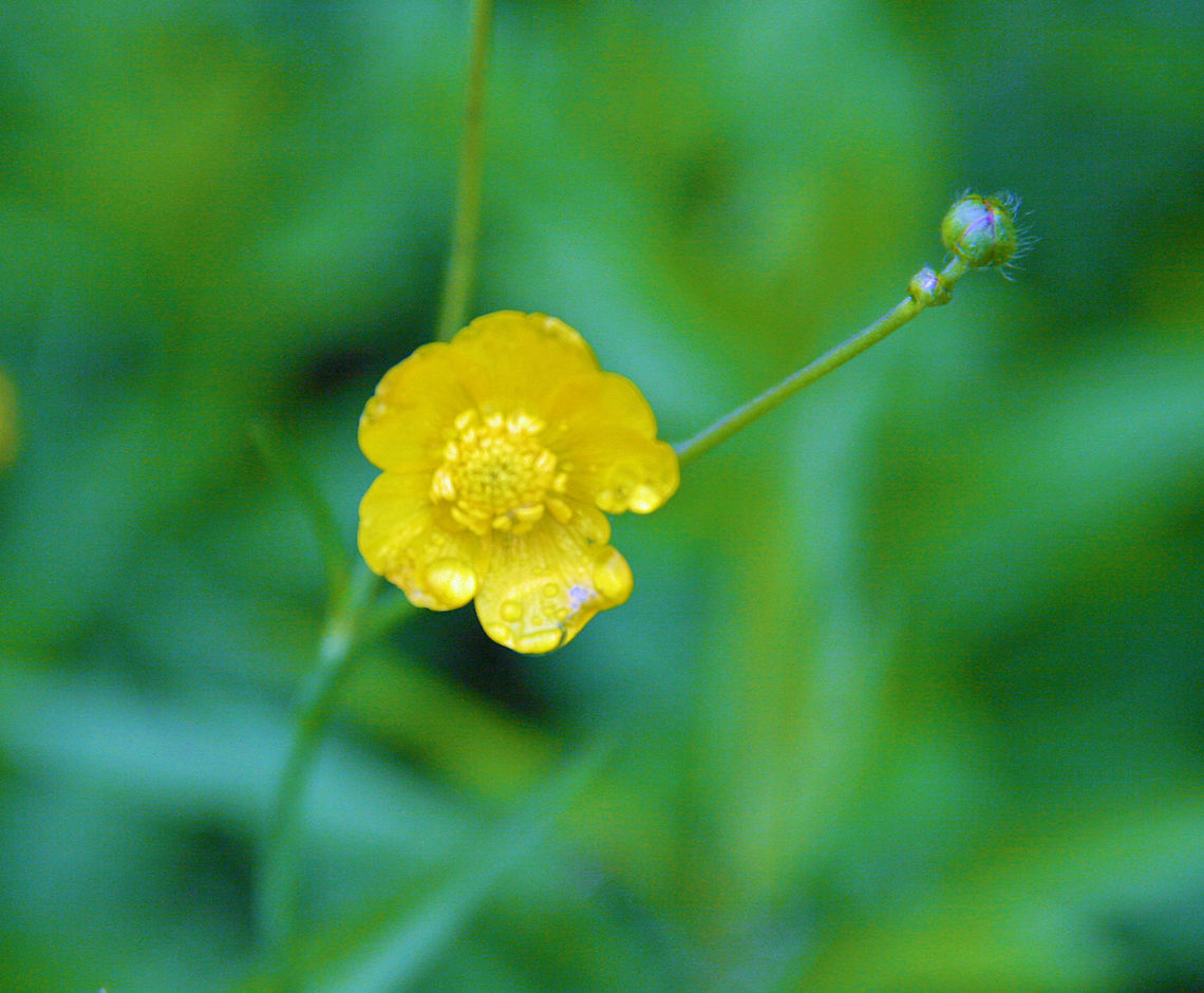 What's Up Butter cup? Following a brief rain shower, this Butter Cup gets a bath. Ranunculus repens