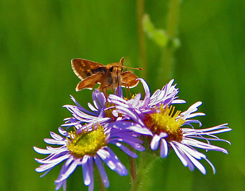 Hard at Work Have deleted the first photo of this butterfly and inserted this showing the wings. Hope this will help identify the species. Pecks Skipper,Polites peckius
