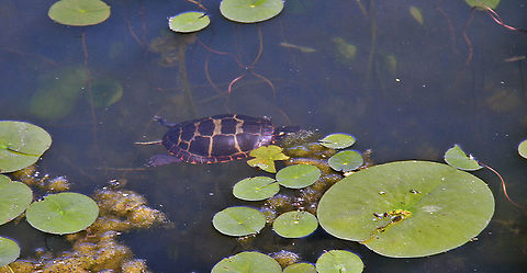 Afternoon Swim This Painted Turtle takes his afternoon swim at a local pond in Vermont (USA). Chrysemys picta,Painted turtle
