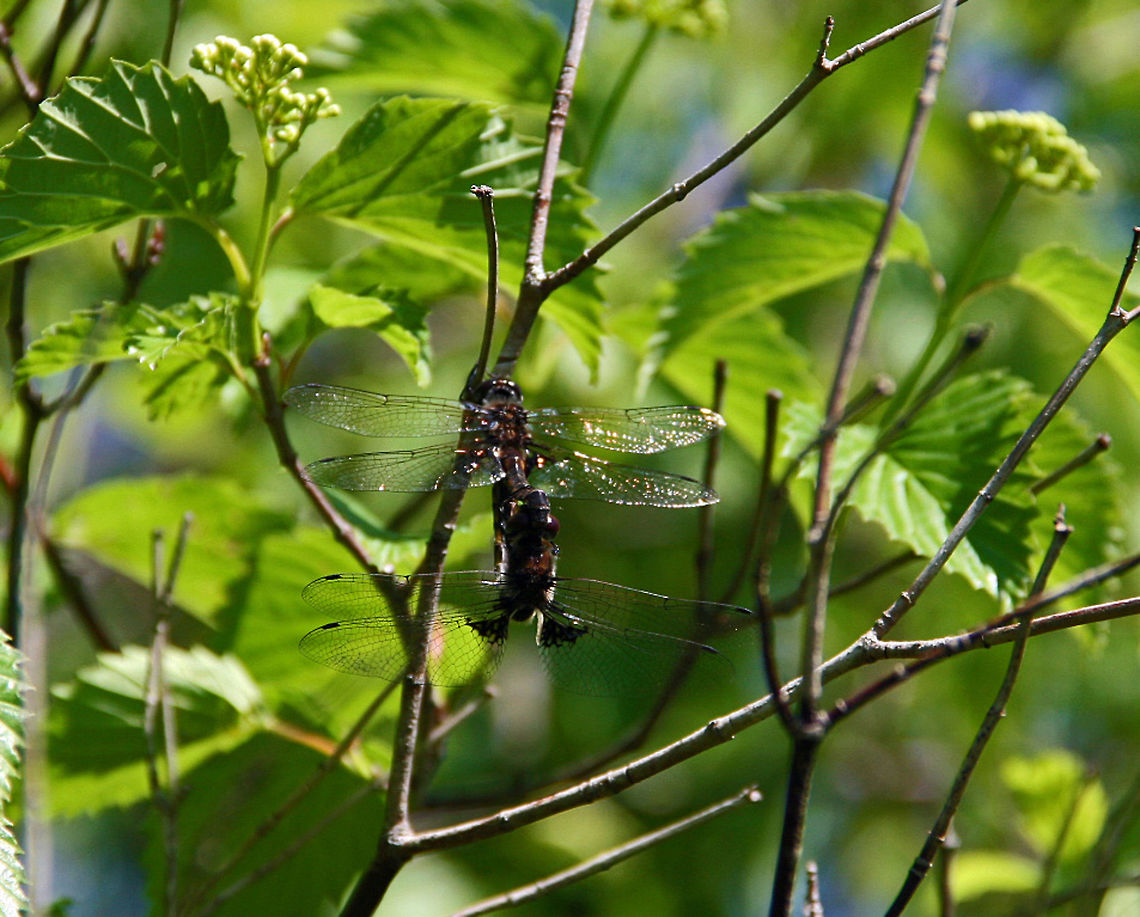 Eight Winged Flyer I know there are over 5500 species of Dragon Flies but I never saw one one with eight wings! Count them! Could someone ID this beautiful creature?<br />
Thank you Common baskettail,Epitheca cynosura