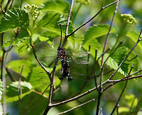 Eight Winged Flyer I know there are over 5500 species of Dragon Flies but I never saw one one with eight wings! Count them! Could someone ID this beautiful creature?<br />
Thank you Common baskettail,Epitheca cynosura
