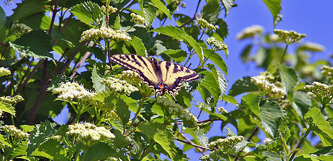 Perfect Landing Good to see these back in good numbers. Photo taken in Windsor, Vermont (USA) Eastern Tiger Swallowtail,Papilio glaucus