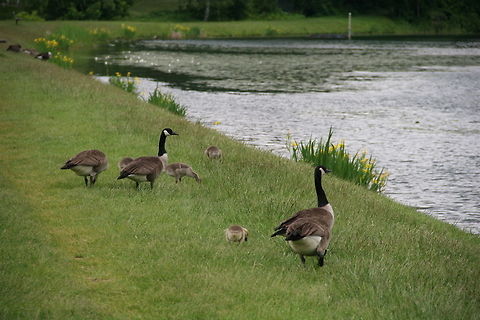 Family Outing A family of Canadian Geese spent the day near a local Pond in Windsor, Vermont (USA) Branta canadensis,Canada goose