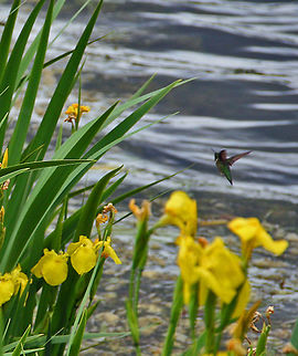 Closing In A Hummingbird closes in on some Yellow Iris in Windsor, Vermont (USA). I think its a Ruby-Throated Hummingbird but not positive. Very difficult to capture with a decent photo. Archilochus alexandri,Black chinned hummingbird,Closing In