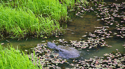 Muddy Monster A huge Snapping Turtle covered with mud emerges from a pond in Cornish, N.H. (USA) Chelydra serpentina,Common snapping turtle