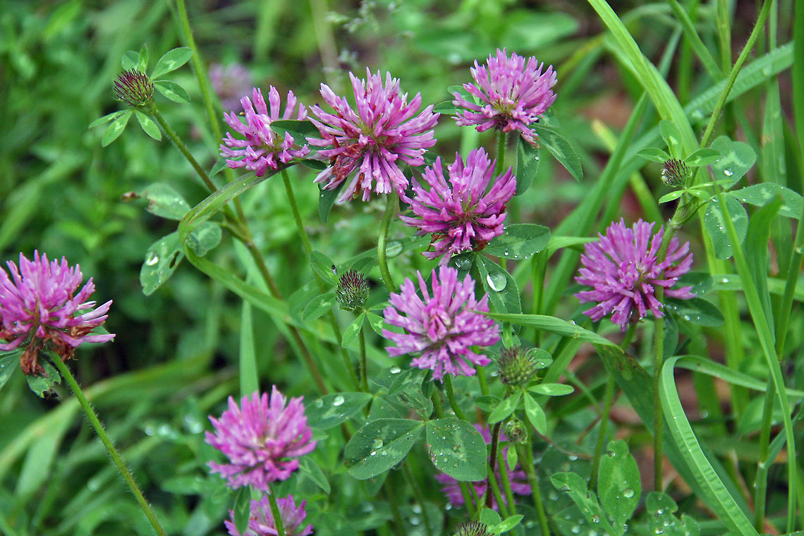 Wet Clover A rain shower left an impression of these clover plants. Red clover,Trifolium pratense