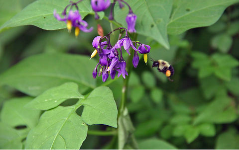 Hanging in the Air This Bumble Bee resembles a helicopter! Note the yellow pollen pouch on is side. Its gathering lots of good stuff as we slip into summer. Photo taken in Windsor, VT. (USA) Bittersweet Nightshade,Bombus pensylvanicus,Solanum dulcamara