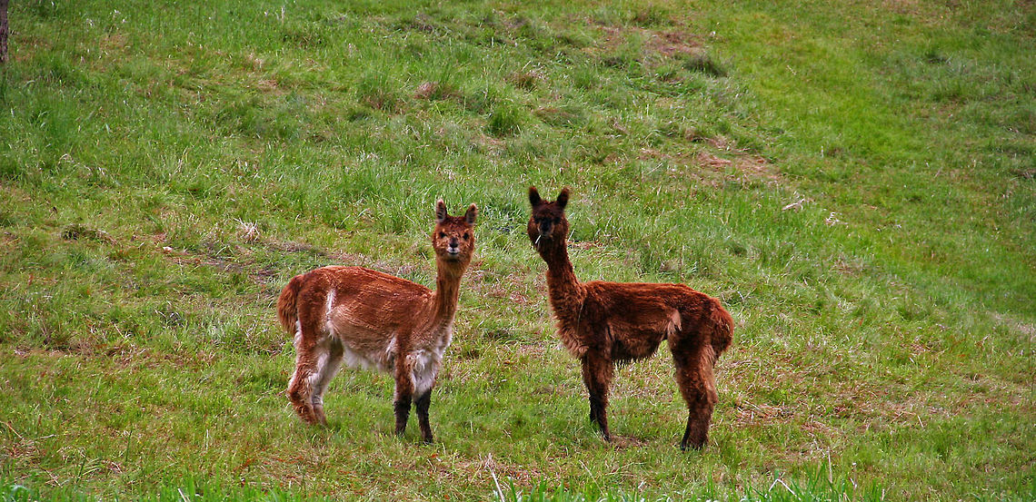 Hello There! Two young Alpacas check out the photographer at a farm in Meriden, N.H. (USA) Alpaca,Vicugna pacos