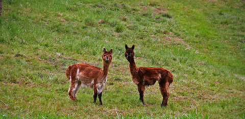 Hello There! Two young Alpacas check out the photographer at a farm in Meriden, N.H. (USA) Alpaca,Vicugna pacos