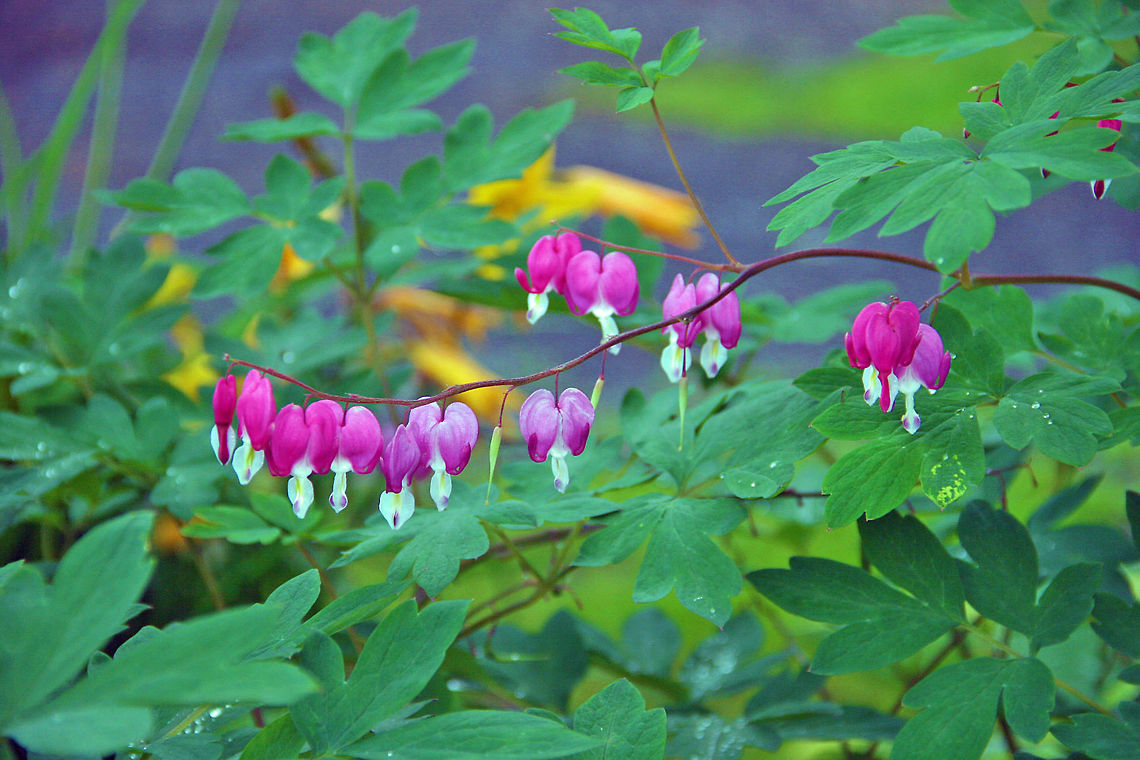 Pretty In Pink Pink is one of Natyre&#039;s favorite colors. Lamprocapnos spectabilis