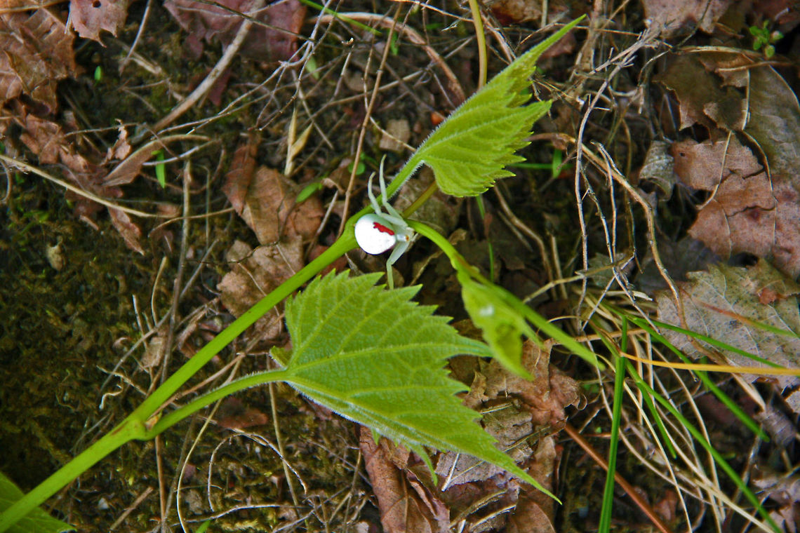 Pure White Need definite help with this species of spider. Pure white with a spot of red on its body. Photographed at a local pond in Cornish, New Hampshire (USA) Very tiny spider however. Goldenrod crab spider,Misumena vatia