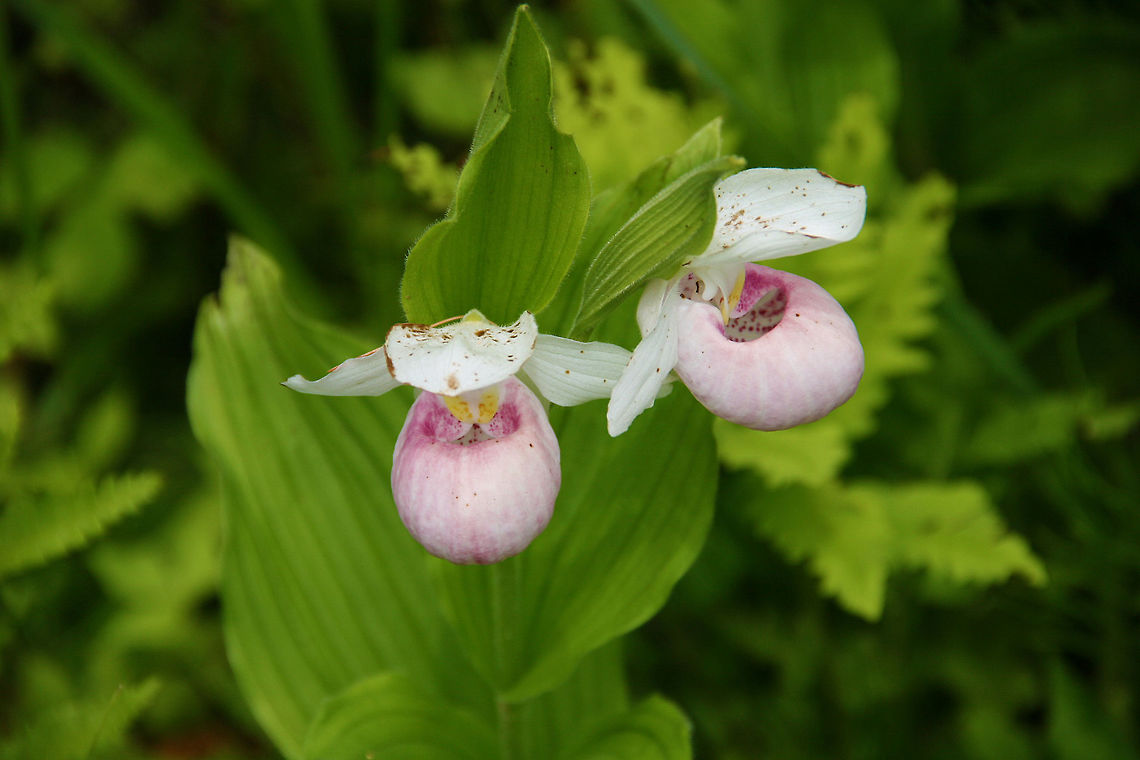 Rare Beauties These Showy Lady&#039;s Slippers appear briefly in the summer at the Eshqua Bog Natural Area in Hartland, Vermont (USA) Cypripedium reginae,Pink-and-white Ladys-slipper,Queens Ladys-slipper,Showy ladys Slipper