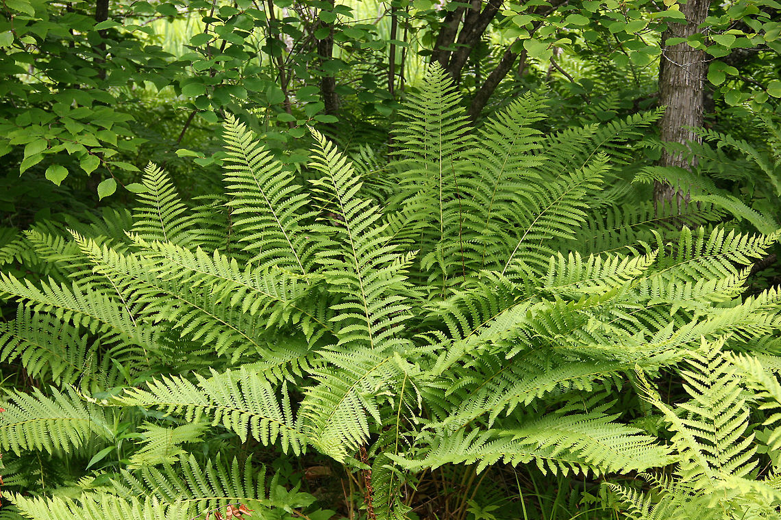 Frilly Ferns Quite simple by nature but a beautiful sight in the summer. Photo taken in Hartland, Vermont (USA) Athyrium filix-femina,Lady Fern