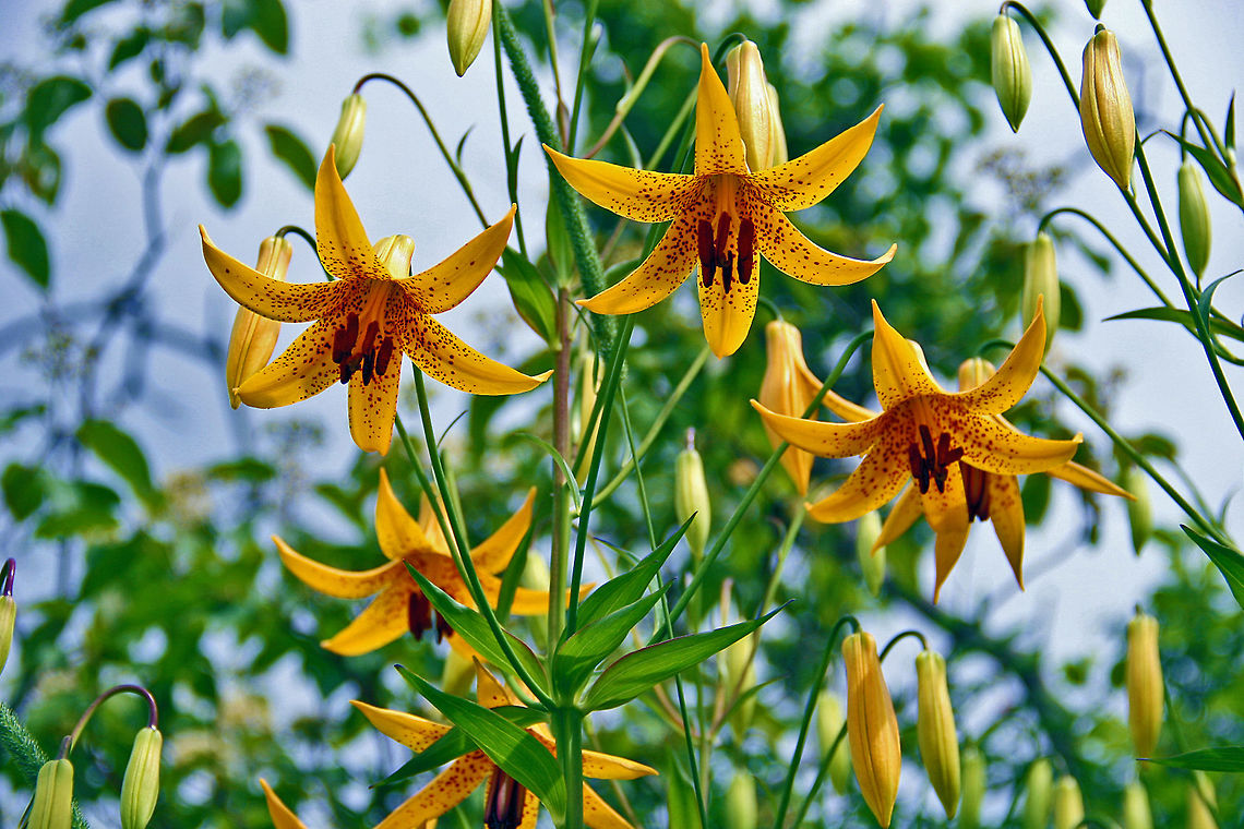 Yellow Tiger The yellow Tiger Lily appears for the first time this summer in Windsor, Vermont (USA) Lilium lancifolium,lilium lancifolium