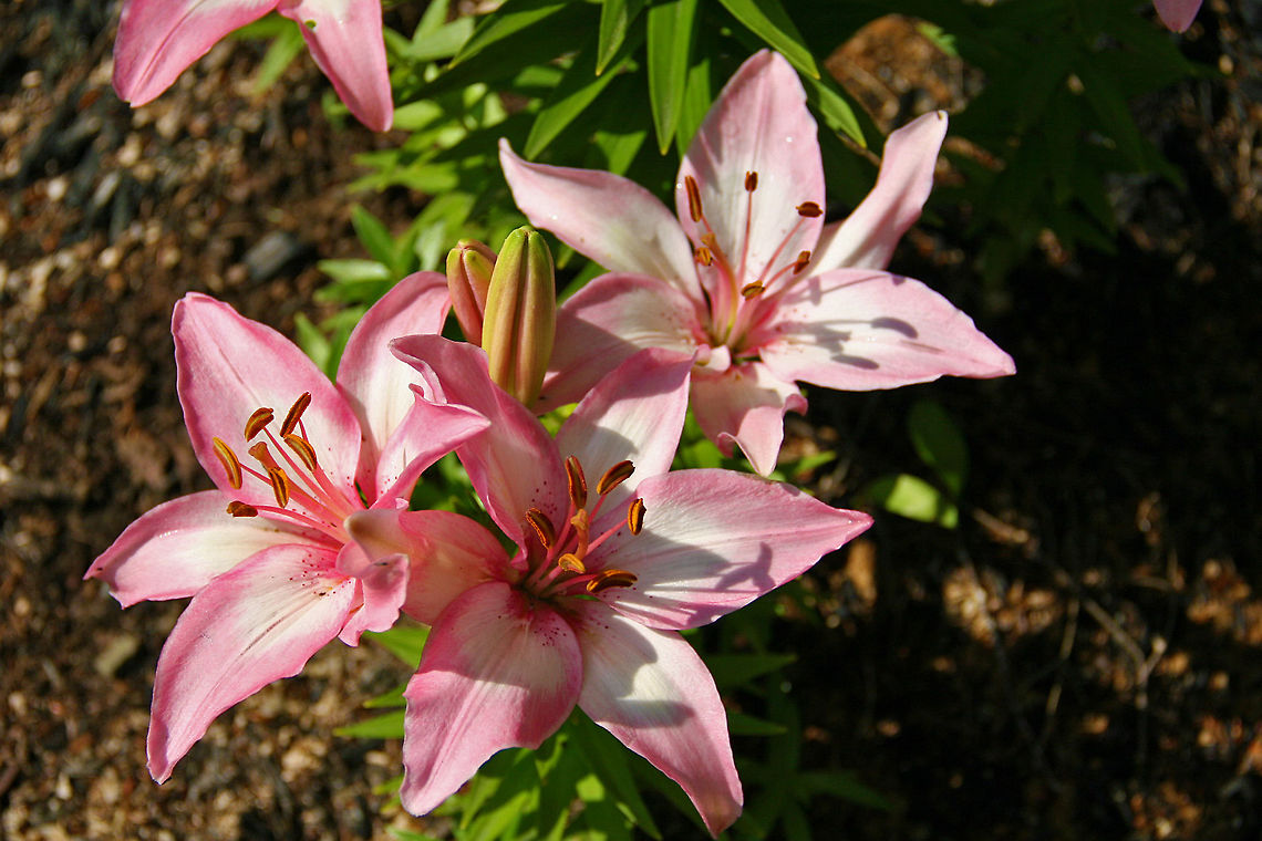 Pretty In Pink Thought these were Oriental Lilies (Lilium Anastasiya) but no species identification comes up in the search. Need help!<br />
Thanks. Photographed in Lebanon, New Hampshire (USA) Pretty in Pink