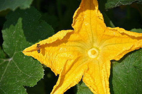 Yellow on Yellow A pumpkin blossom attracts a Honey Bee in Windsor, Vermont (USA) Cucurbita pepo,Yellow on Yellow