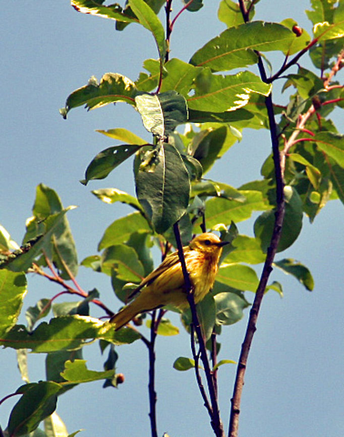 Yellow Songbird One of the most beautiful songbirds anywhere. A female Goldfinch. Photo taken in Windsor, Vermont (USA) American Goldfinch,Carduelis tristis,Setophaga petechia,Yellow Warbler