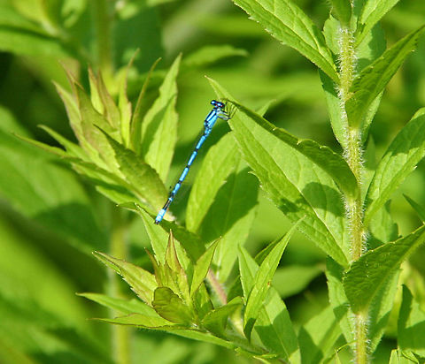 Blue Flyer Difficult to miss this bolt of bright blue flash by over the water. damselfly
