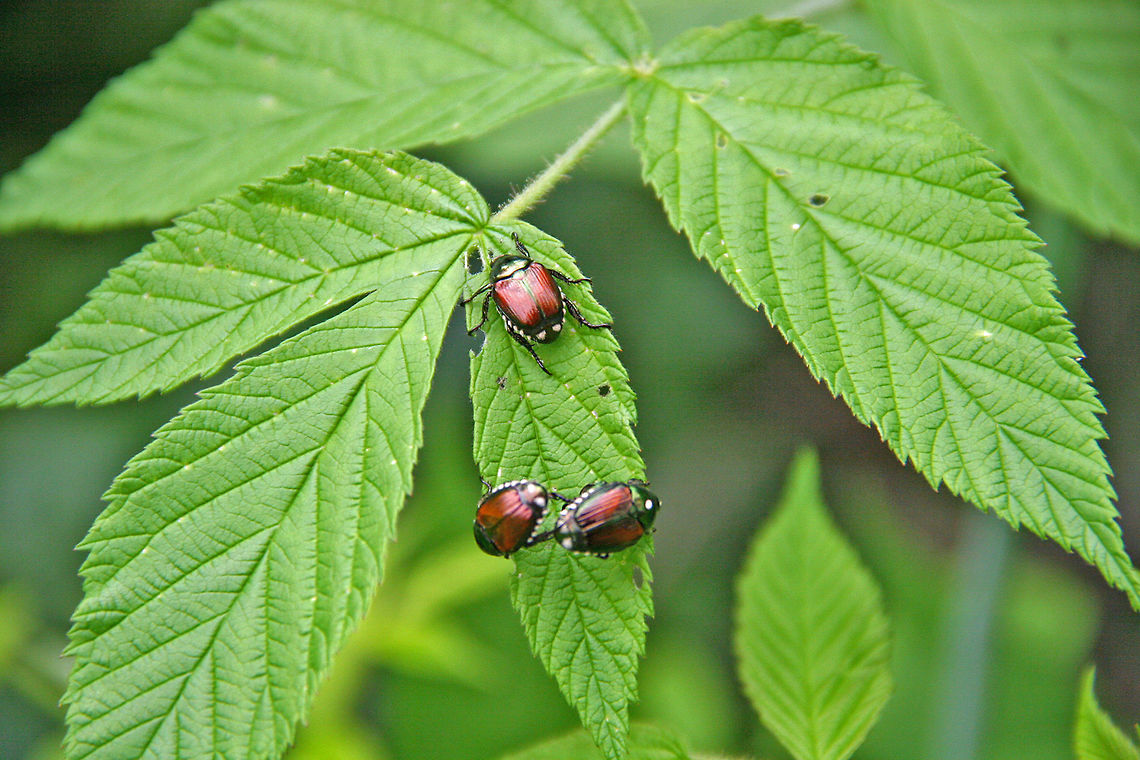 Beetle Invasion Another beetle invasion is on! These three are after raspberries.  Japanese Beetle,Popillia japonica