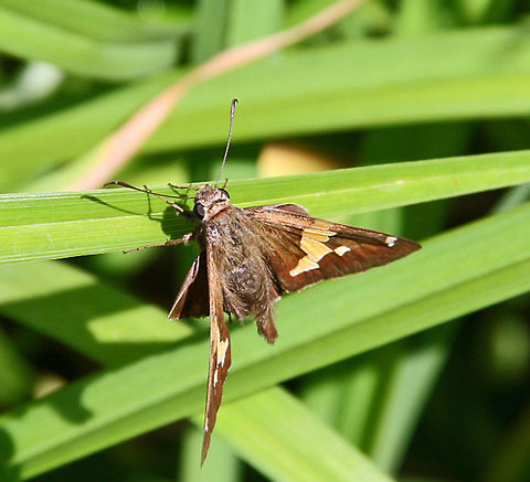 At Rest This butterfly takes time for a well earned rest at a nearby pond in New Hampshire (USA) Epargyreus clarus,Silver-spotted Skipper