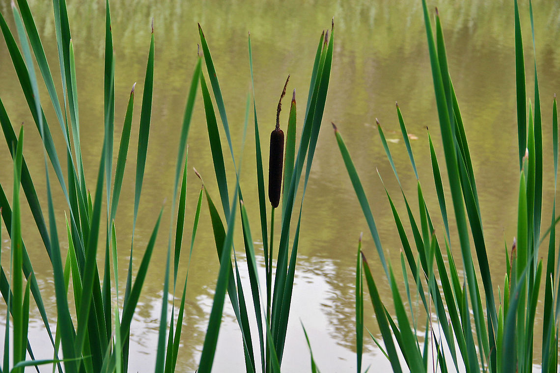 Standing Alone Standing alone and proud in a local pond. Broadleaf cattail,Typha latifolia