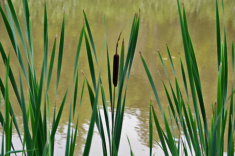 Standing Alone Standing alone and proud in a local pond. Broadleaf cattail,Typha latifolia