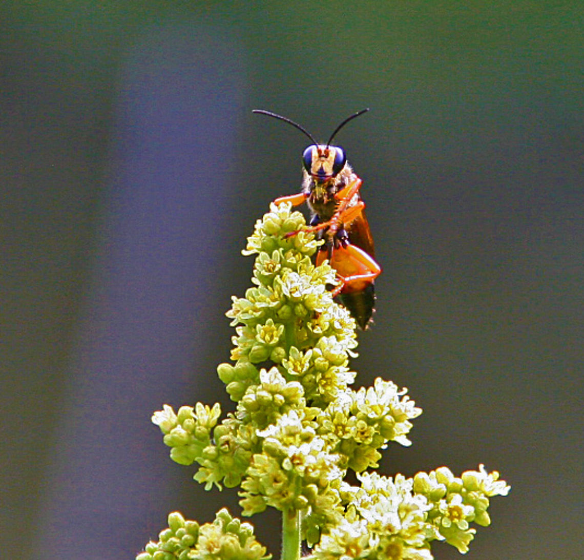 On Top Can&#039;t completely ID this creature. I believe it is a type of Wap because it has long wings. Wanted to share the photo however and hope I can get ID help.
