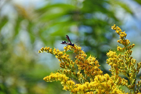 Working Wasp A Golden Rod appeals to this Wasp. Northern paper wasp,Polistes fuscatus
