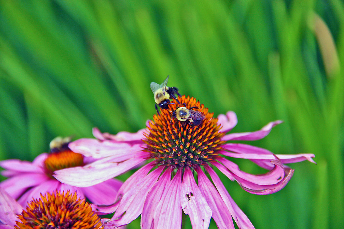 Teaming Up Thse two Bees are teaming up on one flower. Eastern Carpenter Bee,Xylocopa virginica