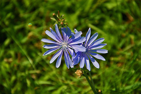 Blue Beauties These two make quite an attraction. Cichorium intybus,Common Chicory
