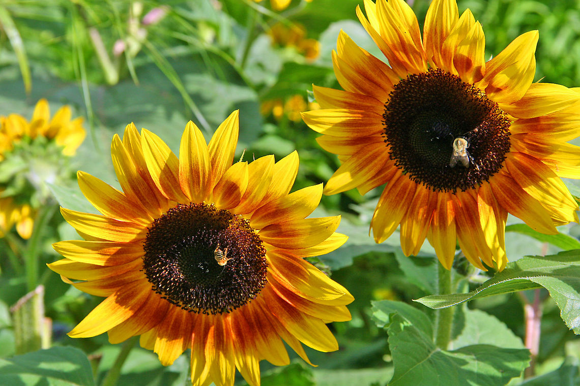 One For Each A Honey Bee for each Sunflower! Common sunflower,Helianthus annuus