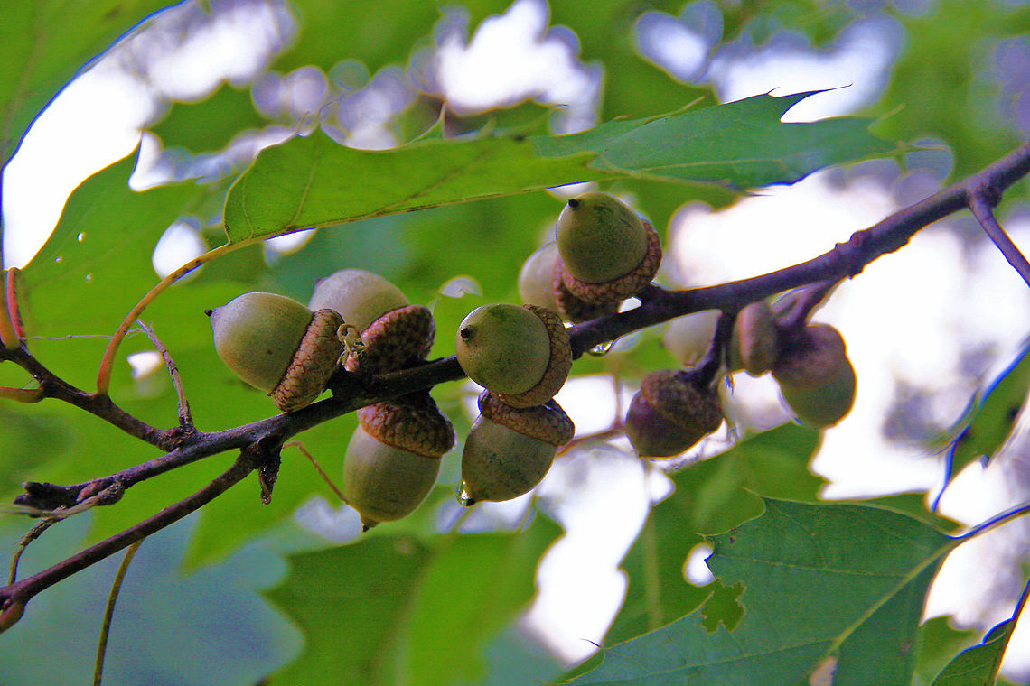 Water on Acorns This is a perfect example of why the Jungle Dragon ID system is flawed. These are acorns on an Oak tree after a rain shower/ The species ID search states no match for acorn. I used the scientific name (disambiguation) and again no match found. I know these are acorns and wanted to share the photo anyway. Water on Acorns