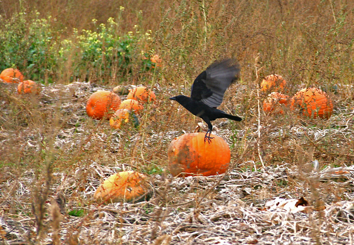 Pumpkin Eater This American Crow has feasted on left over pumpkin in a farmer&#039;s field. American Crow,Corvus brachyrhynchos
