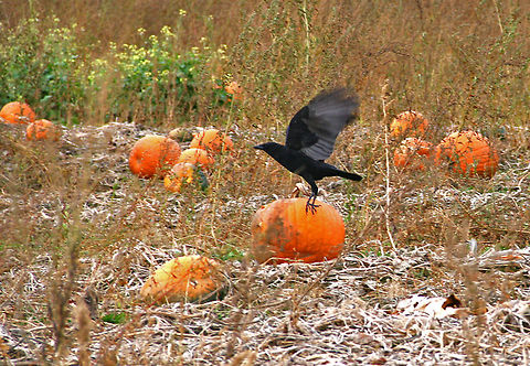 Pumpkin Eater This American Crow has feasted on left over pumpkin in a farmer's field. American Crow,Corvus brachyrhynchos