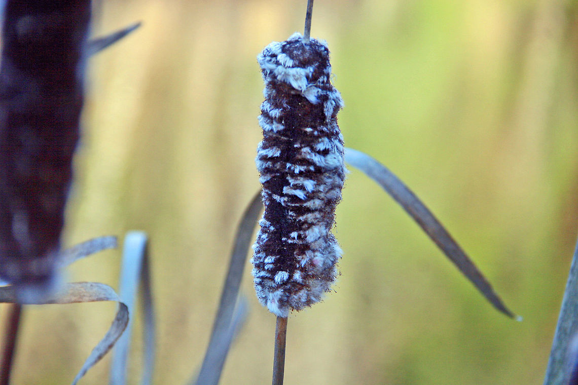 Winter Coat This Cattail has donned its winter coat for what lies ahead. Broadleaf cattail,Typha latifolia