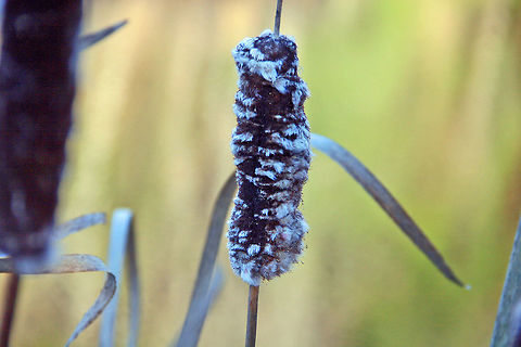 Winter Coat This Cattail has donned its winter coat for what lies ahead. Broadleaf cattail,Typha latifolia