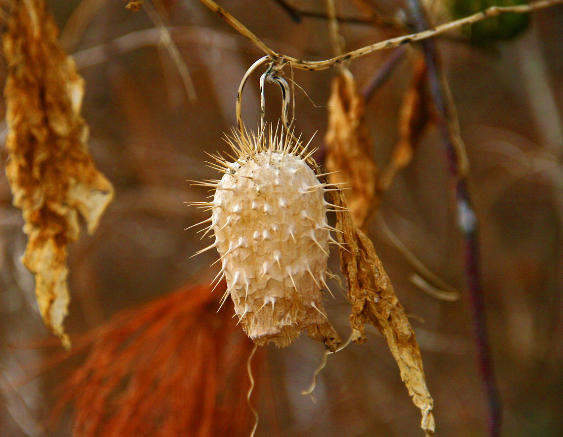 Unusual Look Can&#039;t identify this after searching a long time. Photo taken in November in Windsor, Vermont (USA) following a frosty night. Could I get help with this? Thank you. Echinocystis lobata