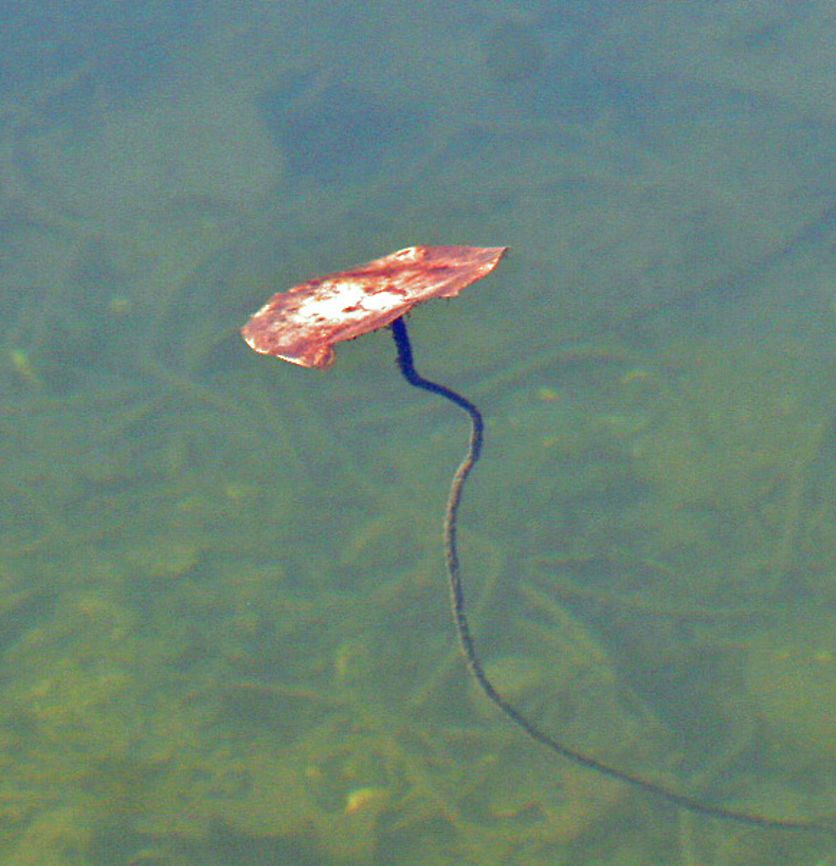 Floating Free The season is well over for water lilies but this lone leaf floats freely in a pond in Windsor, Vermont USA) making for an lonely sight. Nymphaea caerulea