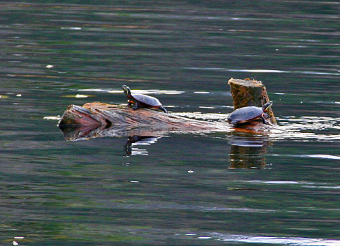 A Lovely Pair A rare sight on a November day in Vermont (USA) as two Painted Turtles share a log. Chrysemys picta,Painted turtle