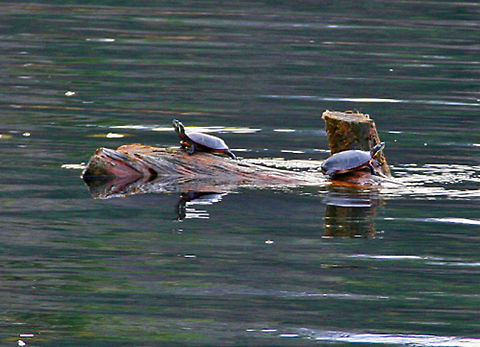 A Lovely Pair A rare sight on a November day in Vermont (USA) as two Painted Turtles share a log. Chrysemys picta,Painted turtle