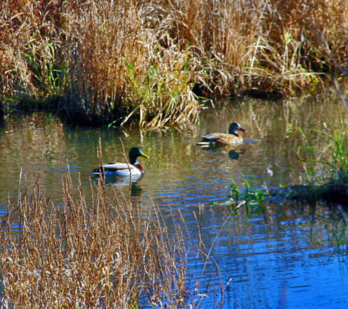 Attractive Couple Two Mallard Ducks swim casually at a pond in Windsor, Vermont (USA) on a November afternoon. Mallards mate for life. Anas platyrhynchos,Mallard