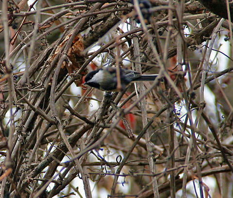Well Hidden This Black Capped Chickadee is hiding from the photographer but he was caught! Photo taken in Windsor, Vermont (USA) Black-capped Chickadee,Poecile atricapillus