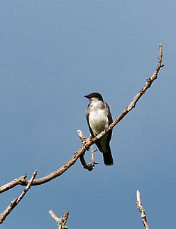 Pretty in Blue A beautiful Tree Swallow against a sky of blue. Photo taken in Windsor, Vermont (USA) Tachycineta bicolor,Tree Swallow