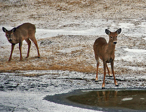 Spring Has Arrived Two young White Tailed deer visit a puddle as Spring arrives in New Hampshire (USA) Odocoileus virginianus,White-tailed deer