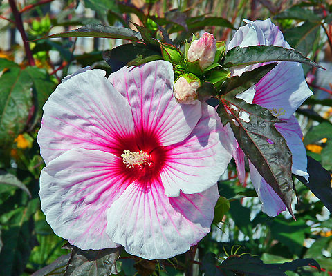Hibiscus moscheutos, USA  Hibiscus moscheutos