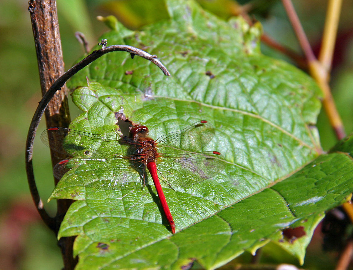 IMG_6789  Sympetrum vicinum,Yellow-legged Meadowhawk