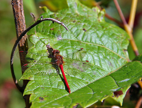 IMG_6789  Sympetrum vicinum,Yellow-legged Meadowhawk